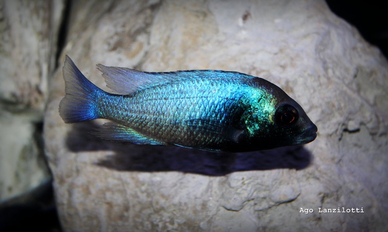 Placidochromis sp. 'phenochilus gissel' Border